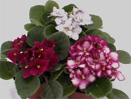 Violet - Assorted Colours - 4'' Pot