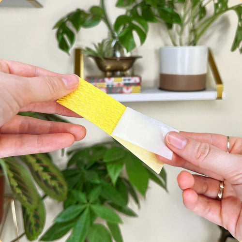 We The Wild Fungus Gnat Compostable Sticky Traps