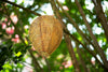 Dalen Fake Hornet's Nest - Wasp & Bee Territorial Nesting Repellent - 3 Pack