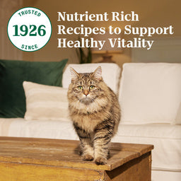 Nutro Wholesome Essentials Indoor Chicken and Brown Rice Recipe Adult Dry Cat Food