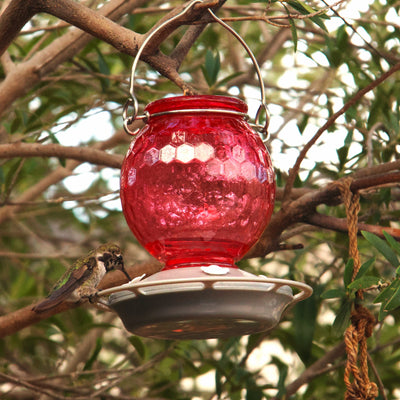 Nature's Way EcoCycle™ Crimson Comb Recycled Glass Hummingbird Feeder