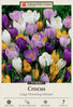 Netherland Bulb Company Large Flowering Crocus Mixture - 8/9 cm Bulbs -15 Bulbs