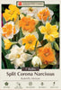 Netherland Bulb Company Butterfly Daffodil/Narcissus Mix 7 Bulbs - 14/16 cm Bulbs