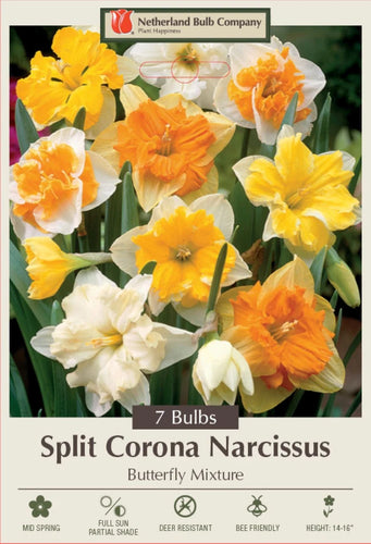 Netherland Bulb Company Butterfly Daffodil/Narcissus Mix 7 Bulbs - 14/16 cm Bulbs