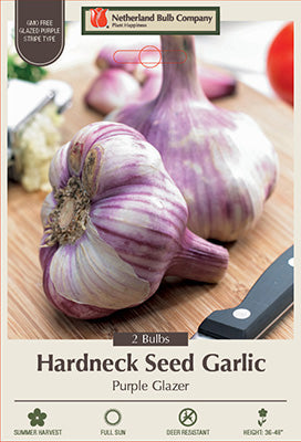 Netherland Bulb Hardneck Seed Garlic Glazed Purple Stripe Type