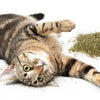 SmartyKat USDA Certified Organic Catnip