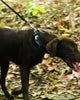 Alcott Tactical Rope Leash Black