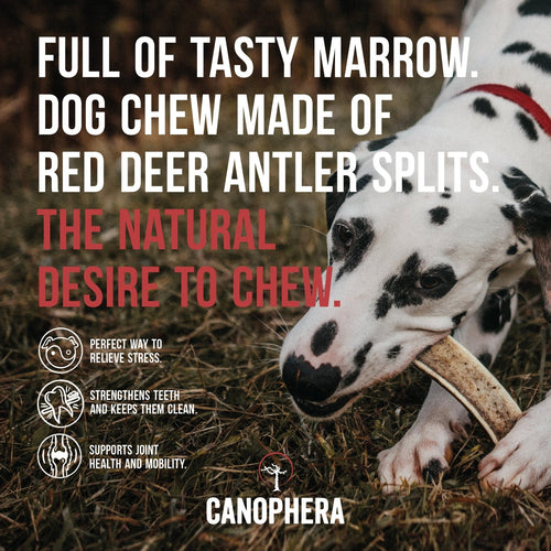 Canophera Red Deer Antlers (Splits) Dog Chew
