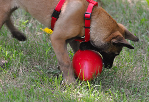 Egg sales dog toy